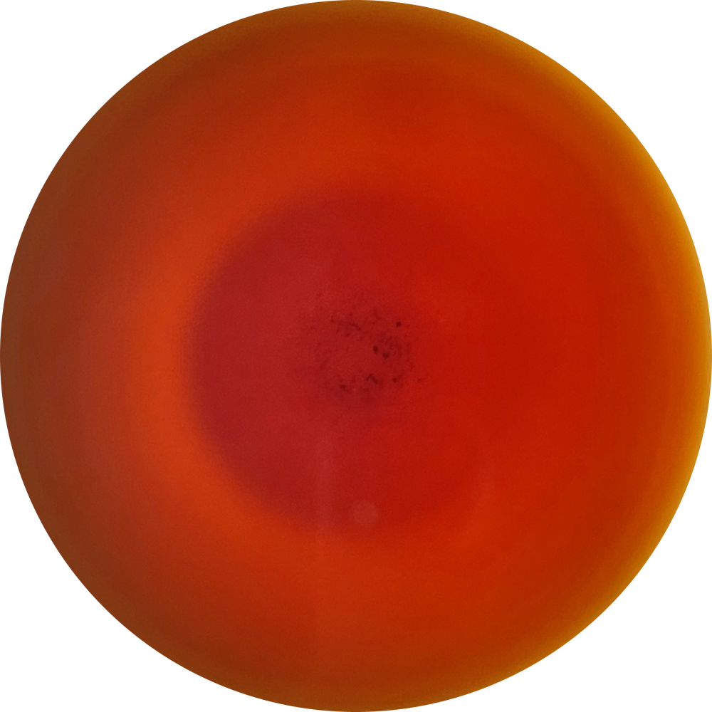 金駿眉 2023年春摘み – TEA CLAN